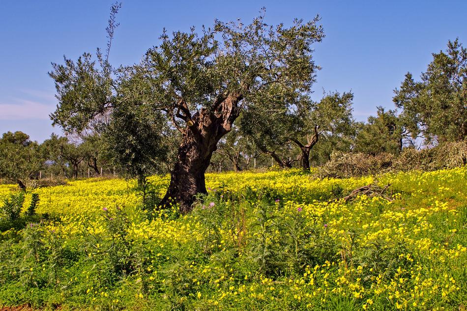 Olive Tree Clover Flowers