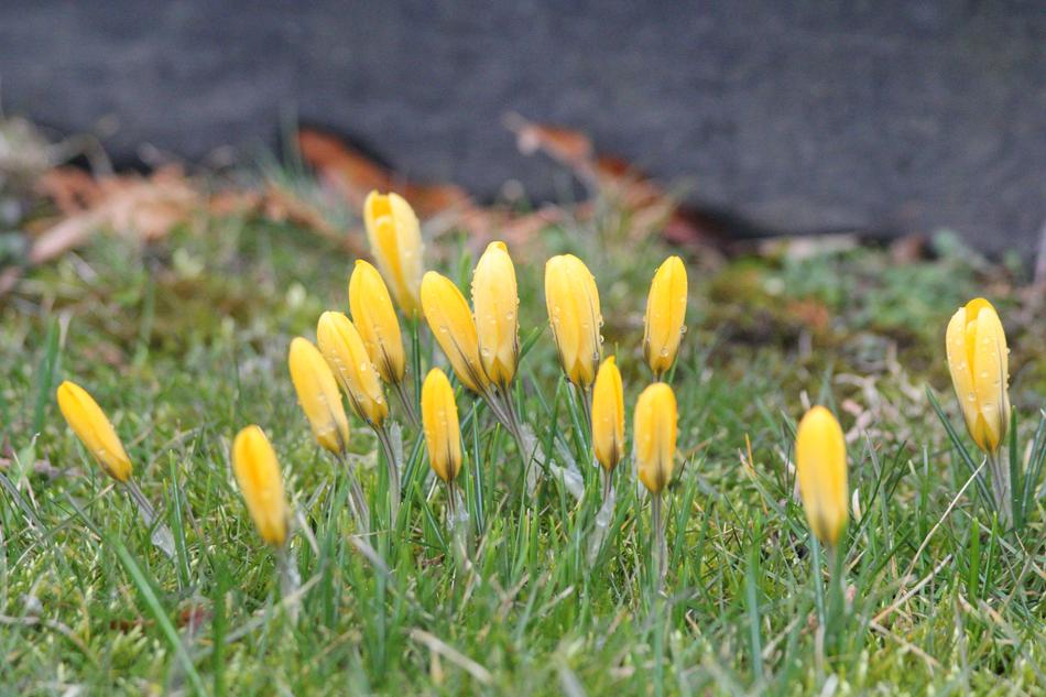 Crocus Spring Flower