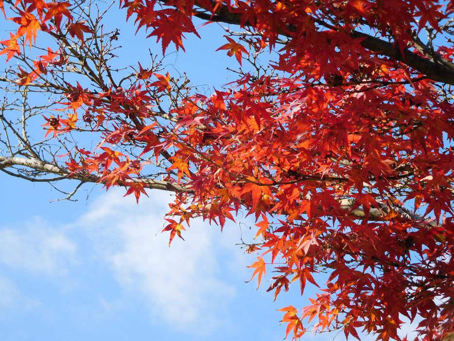Red leaves on the branches of the tree