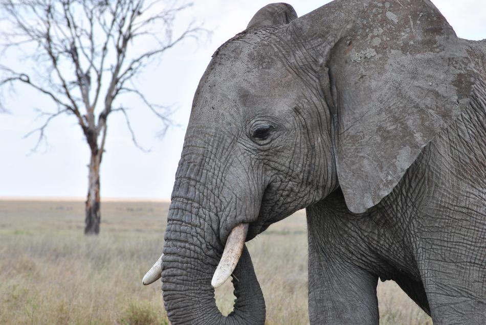 Africa Tanzania National Park