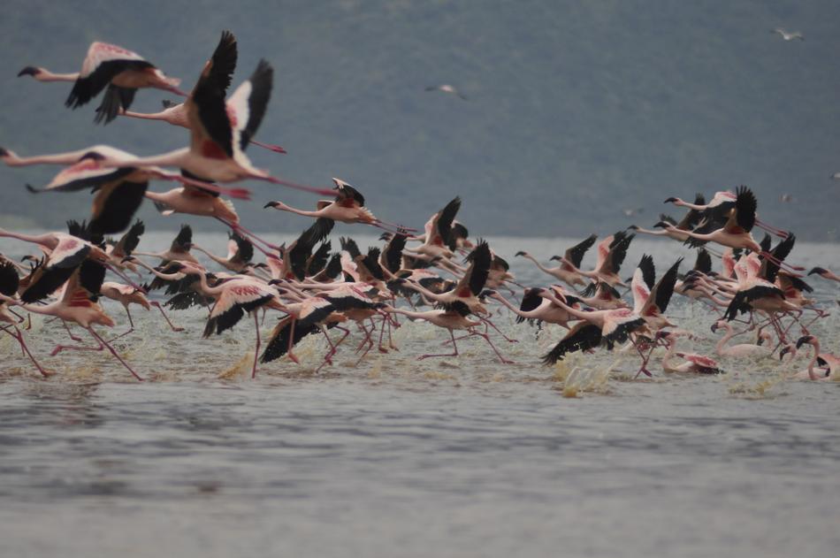 Flamingos Flying Flight