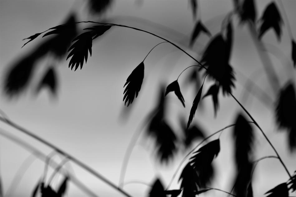 Grass Plant Black And White