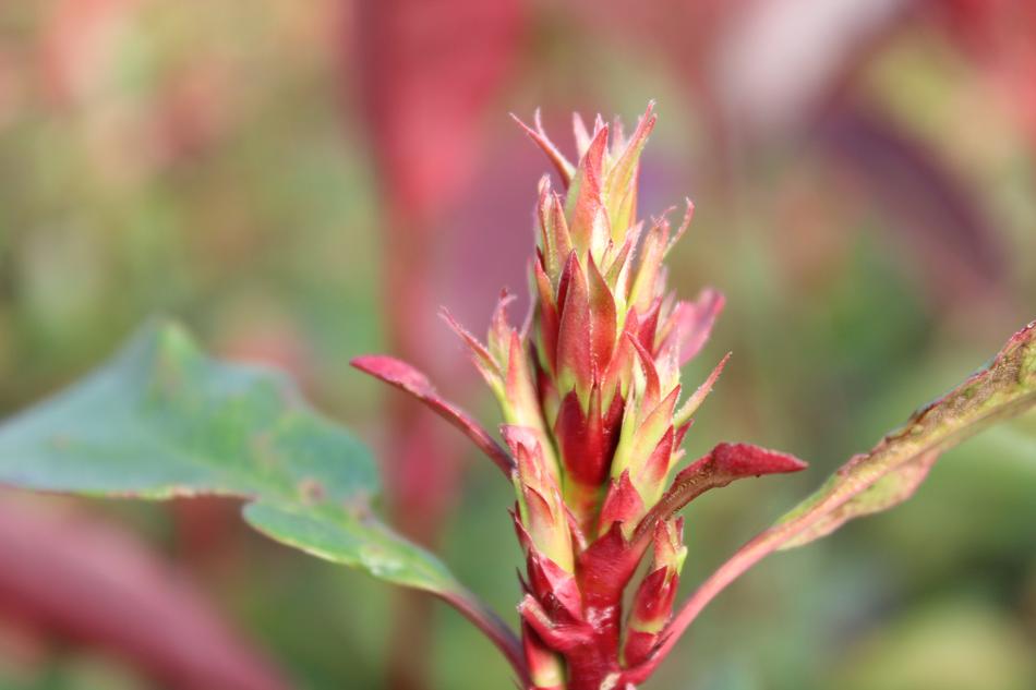 Photinia Flower Garden macro blur
