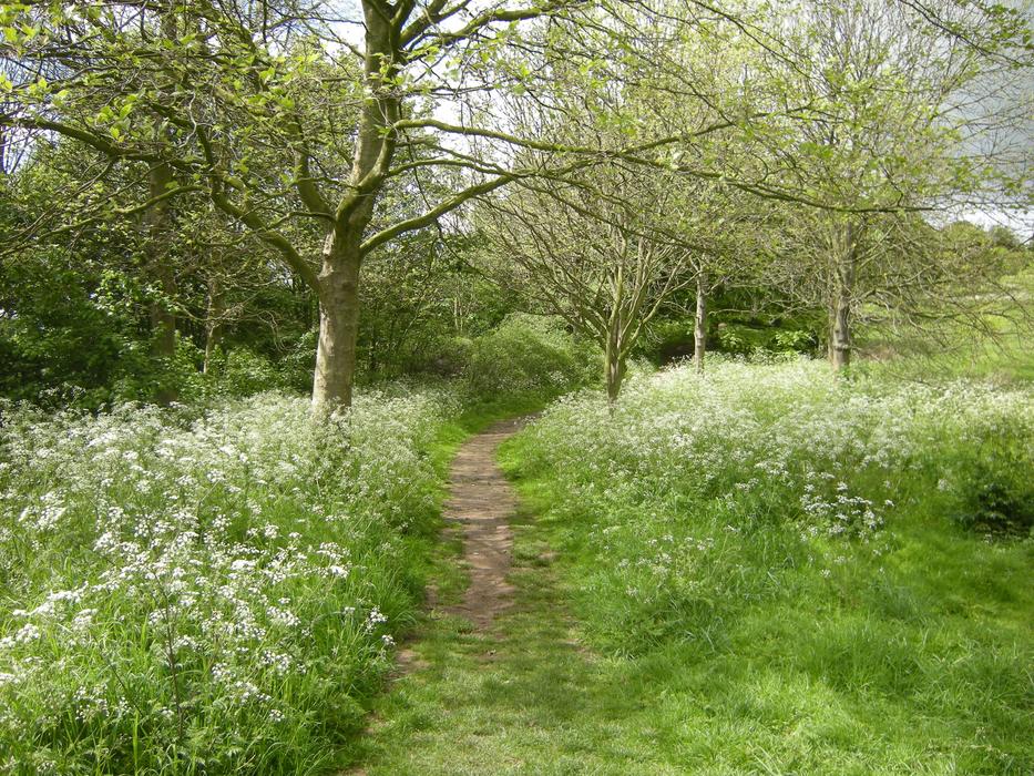 Nature Walkway Path