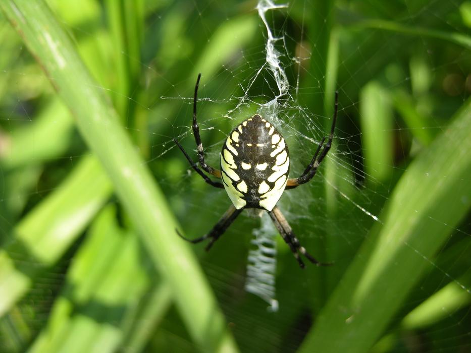 Garden Spider Web