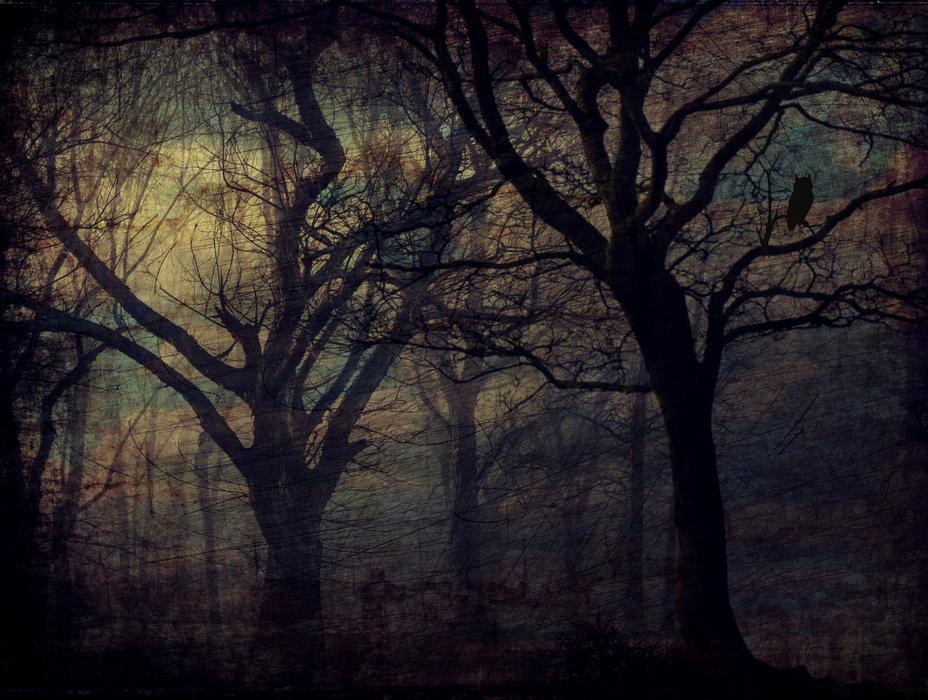 forest owl trees texture