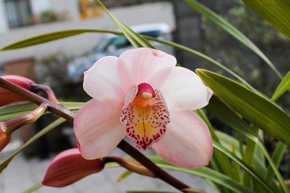 Orchid Pink Flowers macro blur