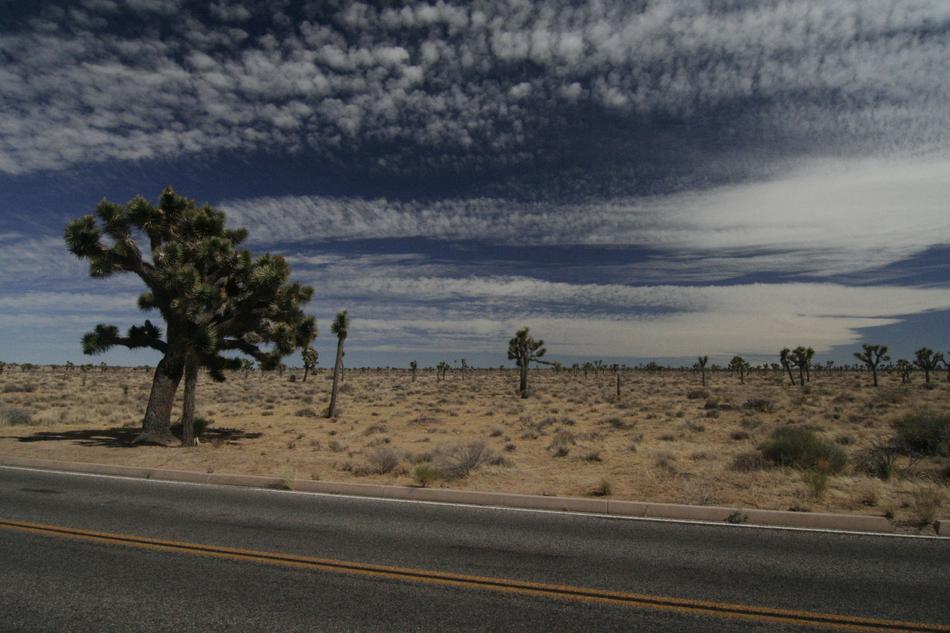 Joshua Tree National Park