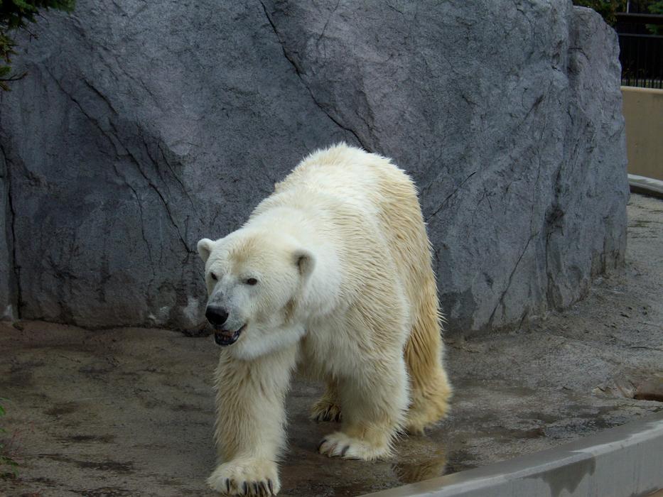Polar Bear Zoo Hokkaido Asahiyama