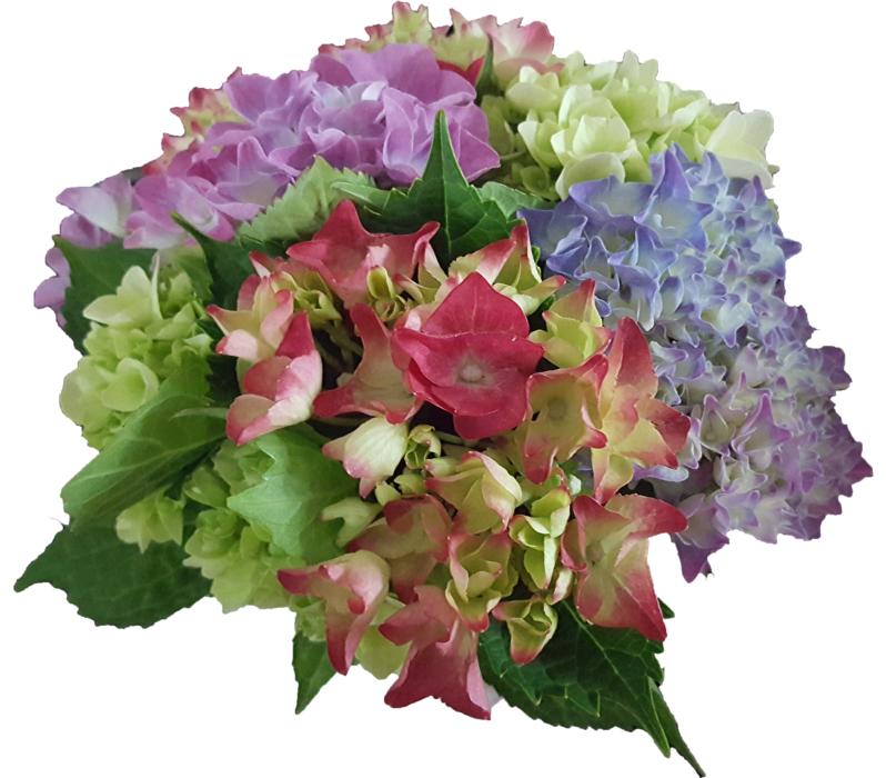 hydrangea flowers garden plant blue