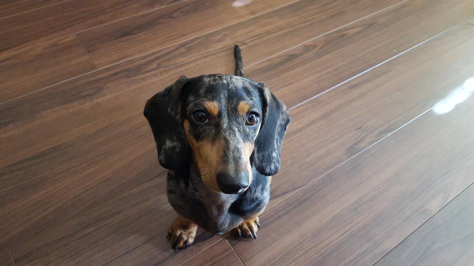 Dachshund Dapple