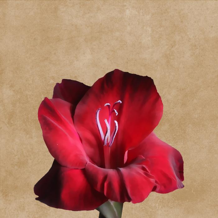 dark red Flower petals
