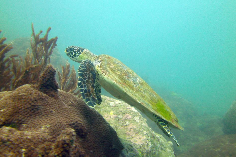 Turtle Koh Samui