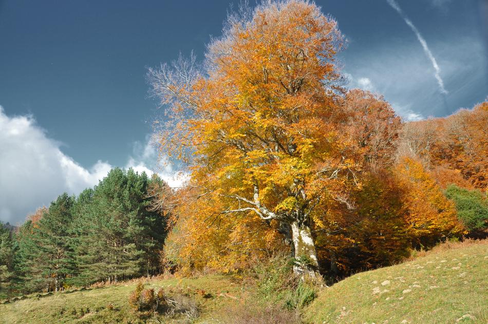 Tree Fall Pyrenees Spain