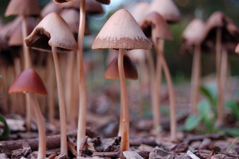 long mushrooms in the woods