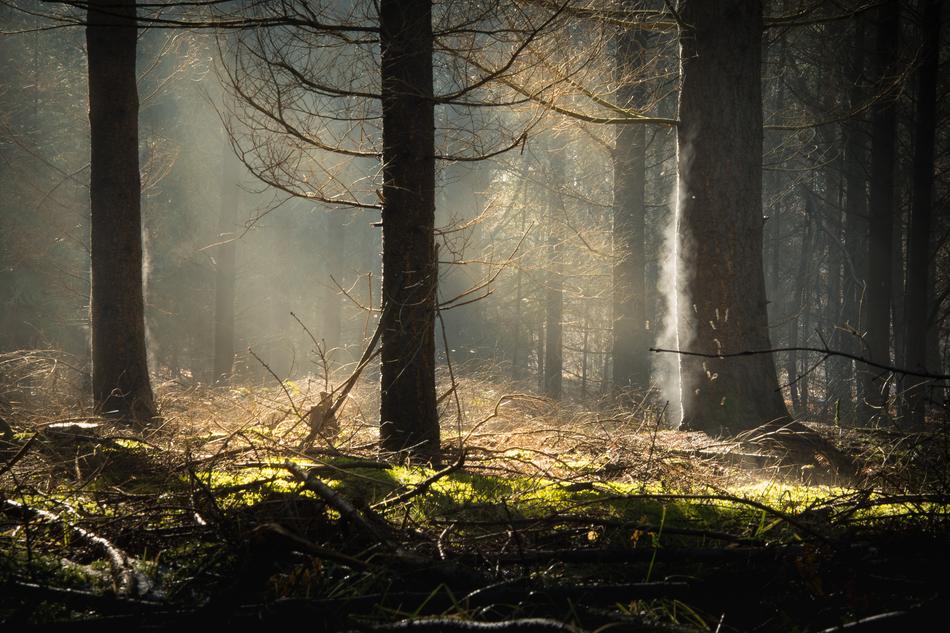 Forest Sun Moss