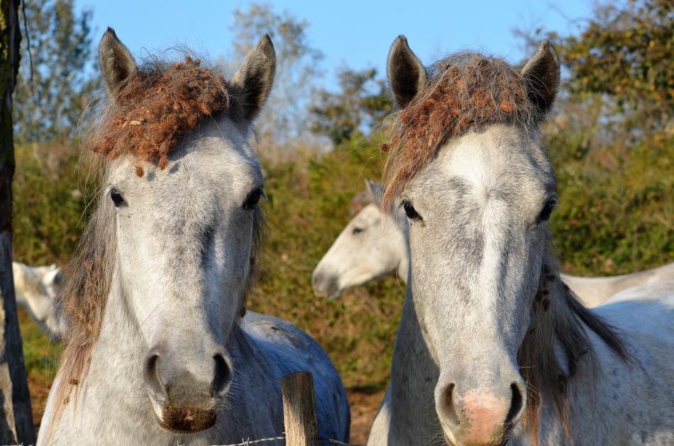 Horses Animals