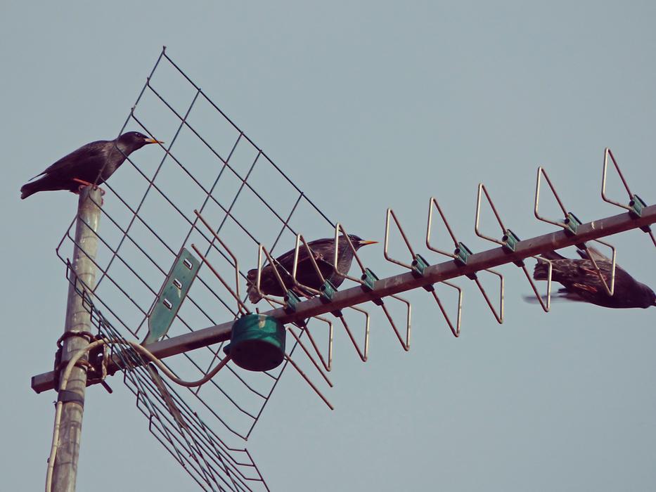 Antenna Birds Fly