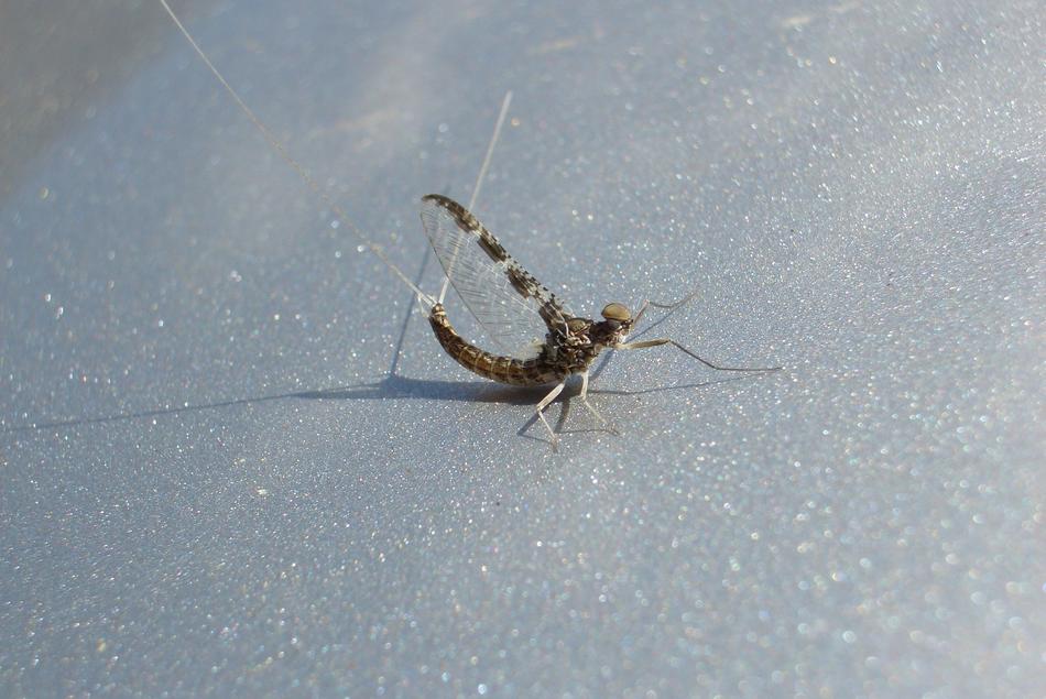 Callibaetis Mayfly On