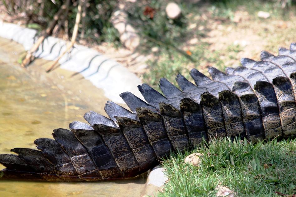 crocodile tail in water