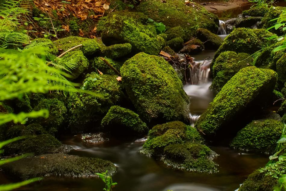 Forest Stream Trees Running