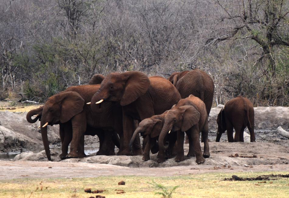 African Elephants Waterhole Brown