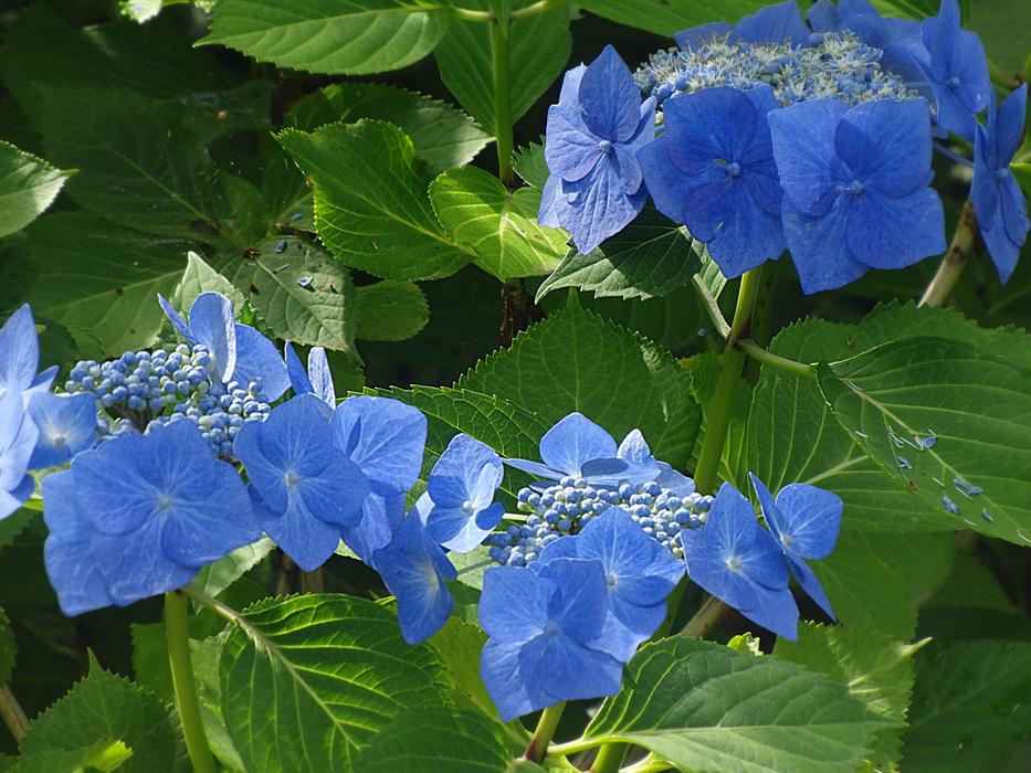 Hydrangea Blue Flower