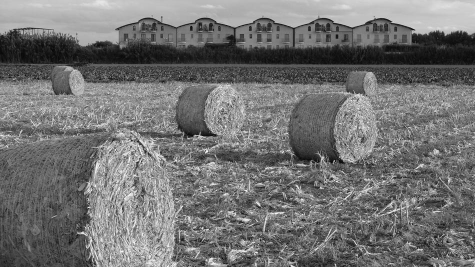 straw bales in the wheat field