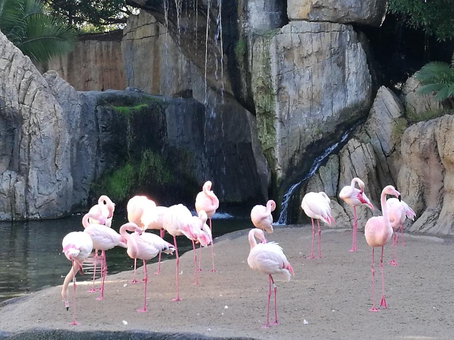 the beautiful flamingos at the zoo