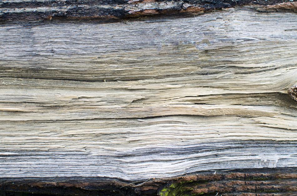 wooden log backdrop
