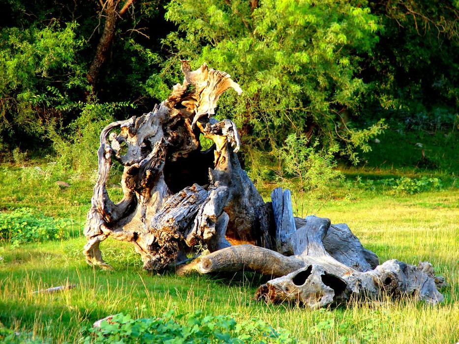 big old log in the field