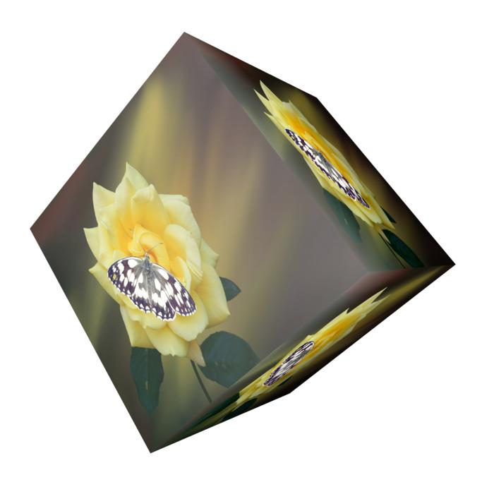 cube flower blossom bloom rose