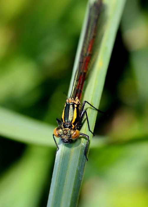 perfect Agrion Insect Macro