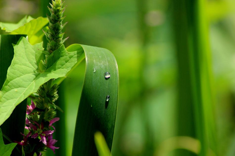 Nature Background Green