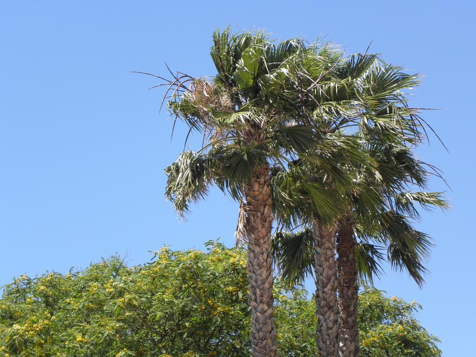 Palms Portugal Algarve