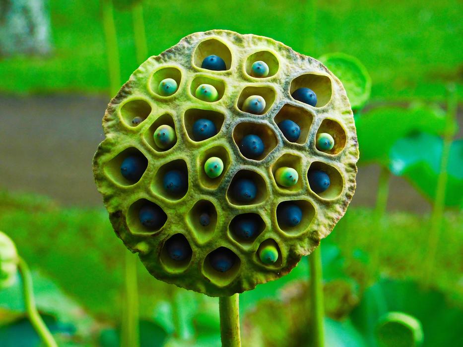 Lotus Flowers Seeds