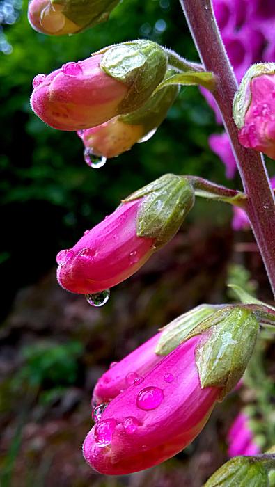 Flowers in raindrops