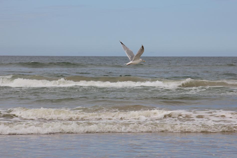 the seagull lies low over the sea