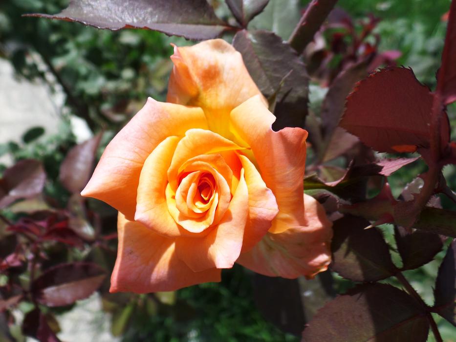 Flower Beautiful Rose