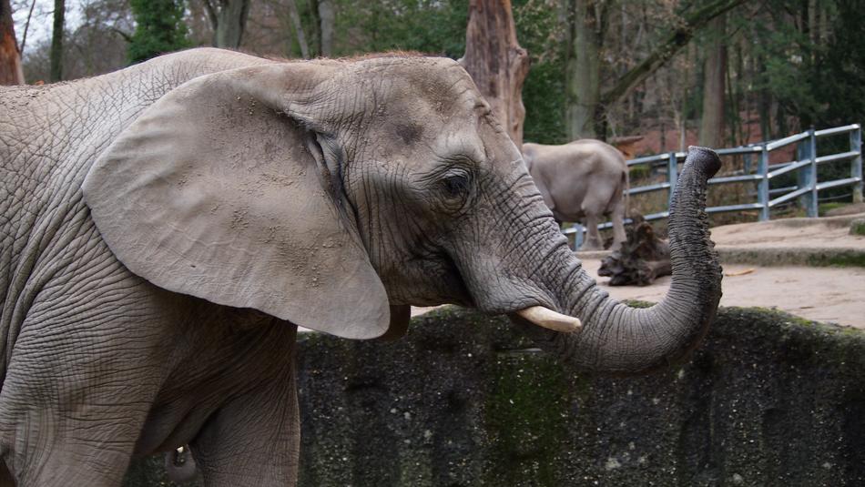 Elephant Zoo Wuppertal