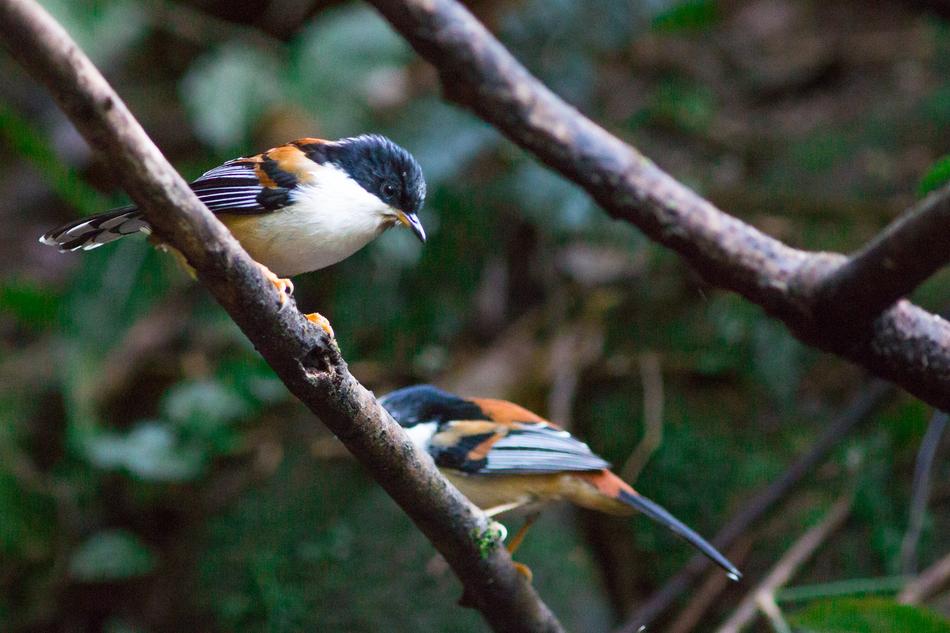 After The Dance Red-Tailed Birds