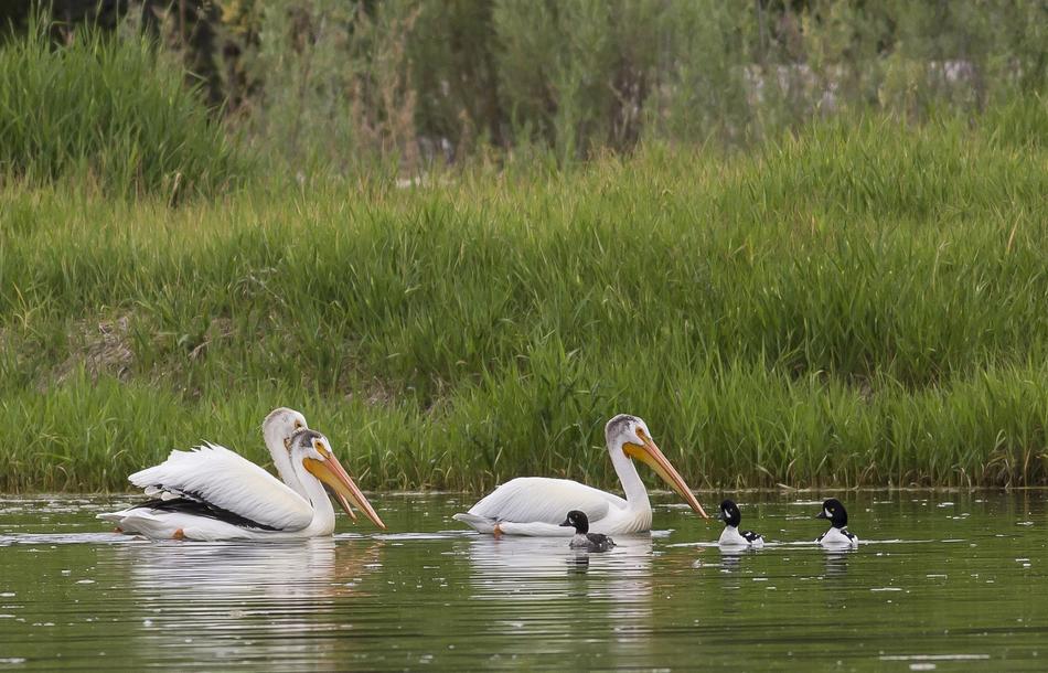 Pelicans Swimming Water