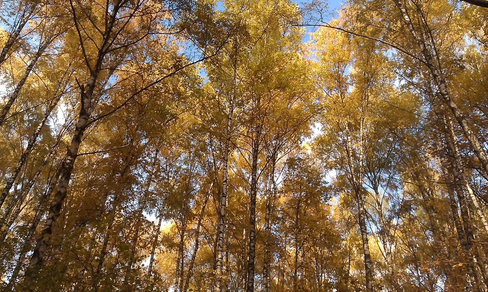 Autumn Forest Blue Sky Golden