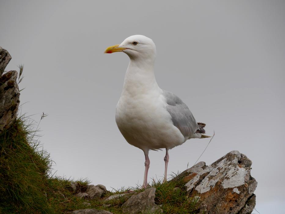 Seagulls Wales Sky