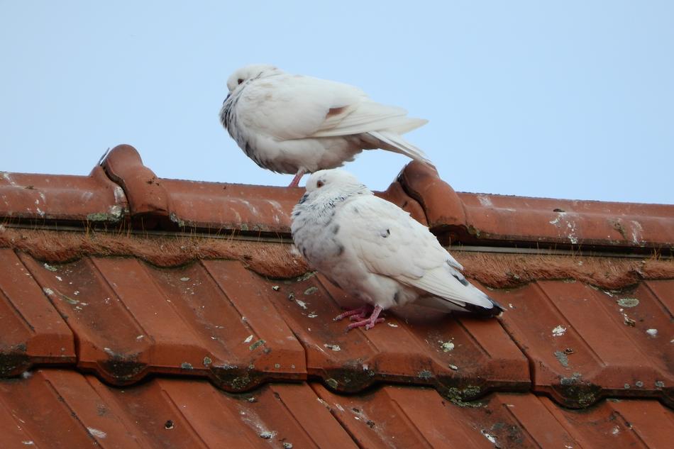 Pigeons Dove White