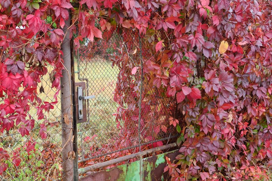 red grape leaves in the countryside