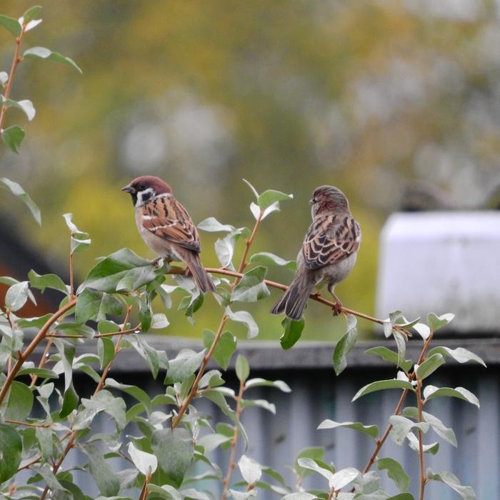 Sparrow Passer Montanus Eurasian