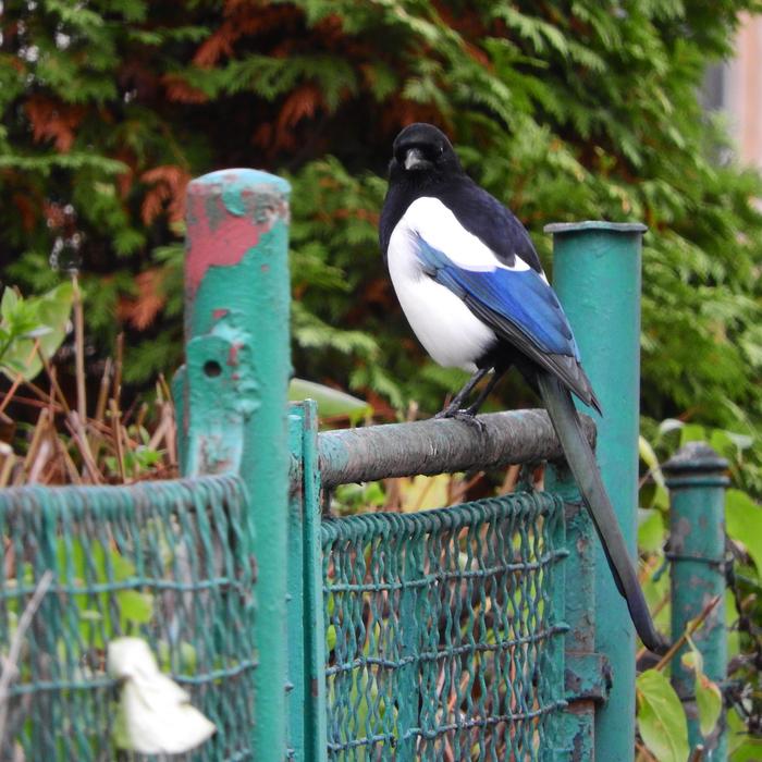 Magpie A Bird In The City On