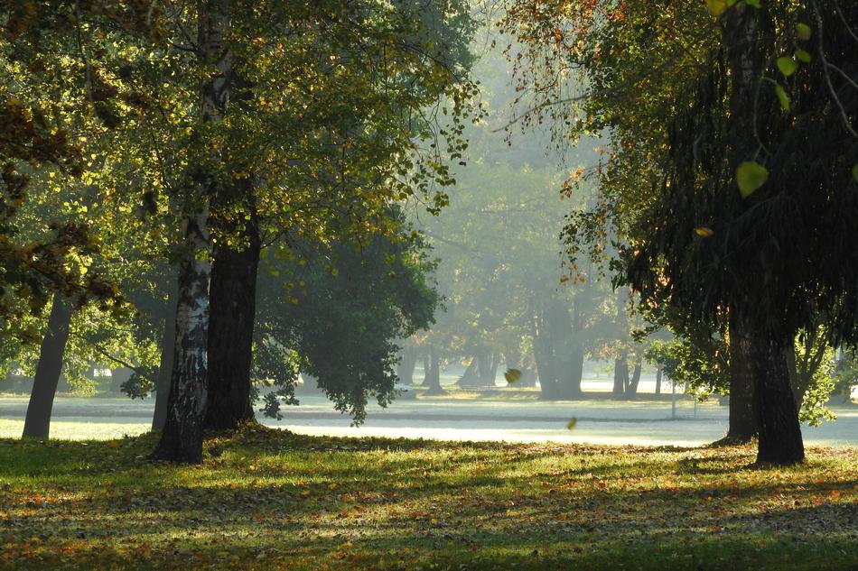 The Trees In Fall Autumn Park