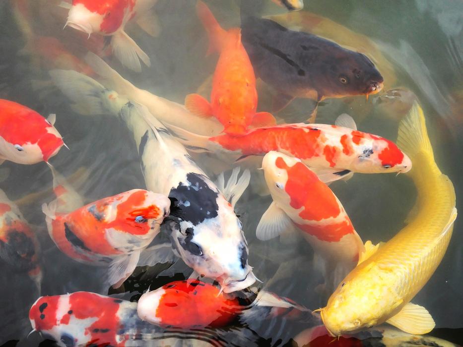 nice fish in the pond
